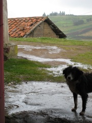 A wet and cold dog