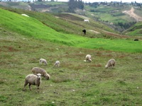 Scene with Sheep