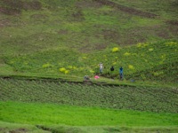 Indigenous working the fields