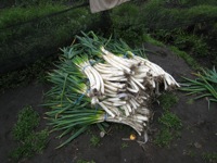 Onions are the main cash crop