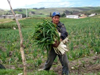 Chambitola Pastor Pedro